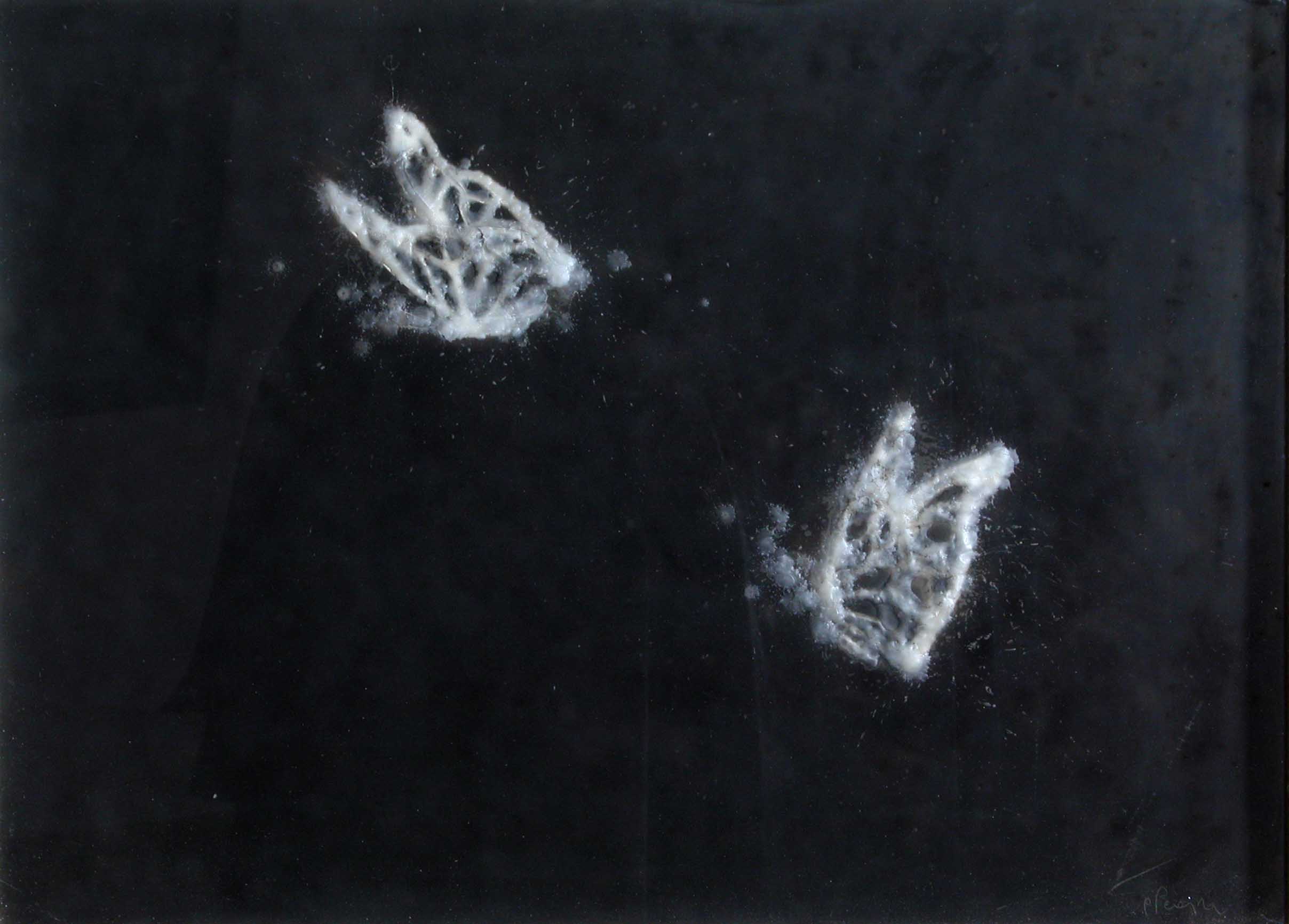 Mariposas