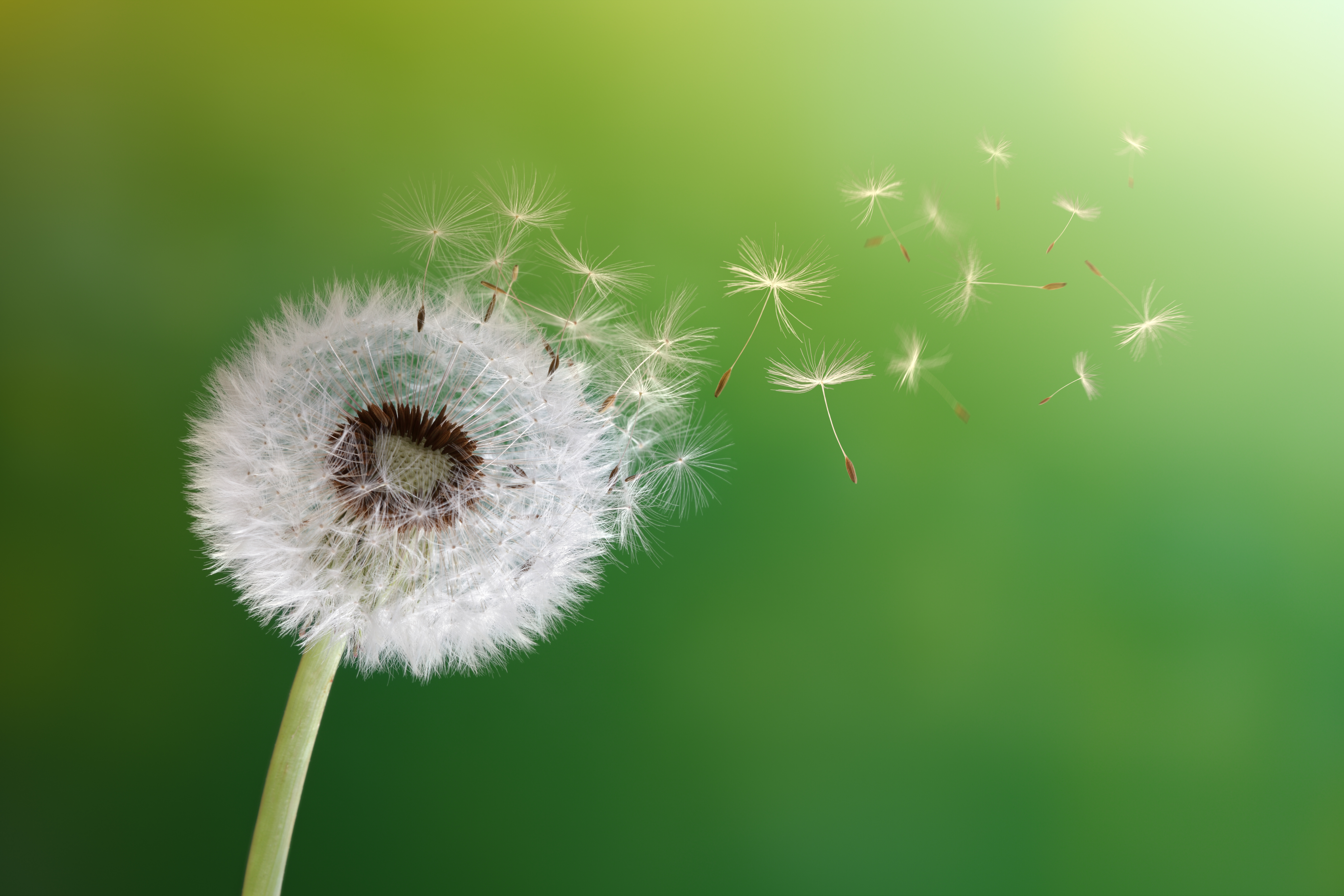 Imagen de la flor llamada diente de león